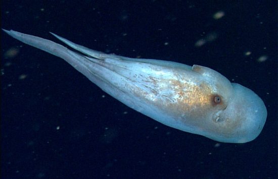 Archivo:Haliphron atlanticus.jpg