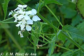Hesperis matronalis1.jpg