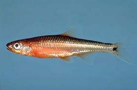 Archivo:Notropis leuciodus.jpeg