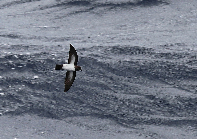 PaíñoVentriblanco(Fregatta grallaria).jpg