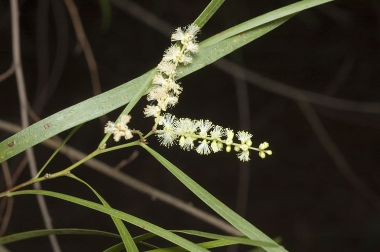 Archivo:Acacia longissima 2.jpg