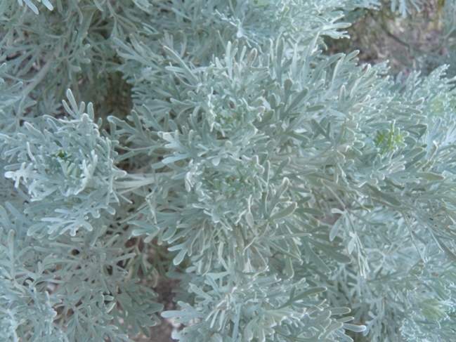 Archivo:Artemisia arborescens2.jpg