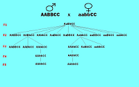 Cruce selectivo.png