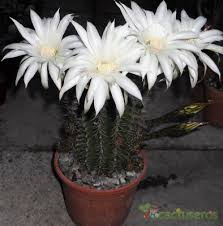 Echinopsis adolfdrich.jpg