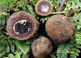 Elaphomyces muricatus.jpg