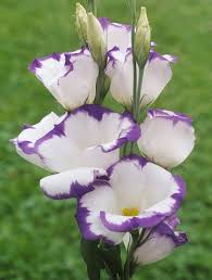 Lisianthus.jpeg