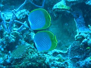 Archivo:Pez mariposa panda.jpg