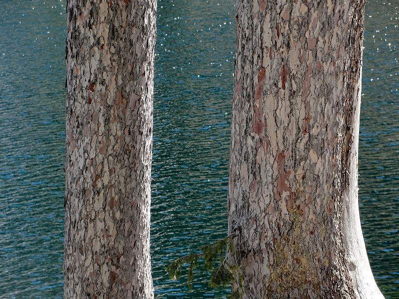 Archivo:Picea breweriana tronco.jpg