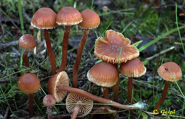 Archivo:Tubaria furfuracea.jpg