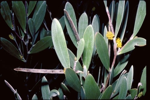 Archivo:Acacia incanicarpa 1.jpg
