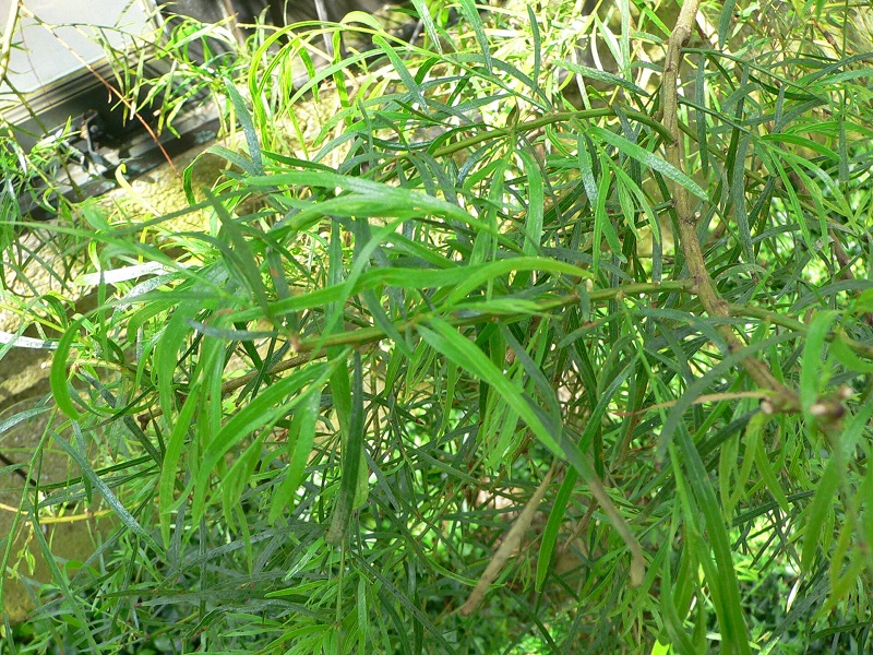 Archivo:Acacia leprosa.jpg