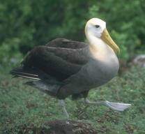 Albatros ondulado.jpg