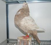 Buchón Marteño.jpg