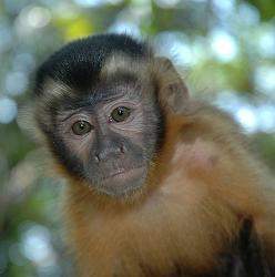 Capuchino mono.jpg