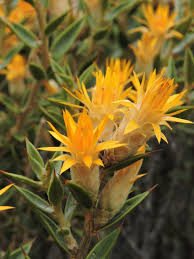 Chuquiraga avellanedae Lorentz.jpg