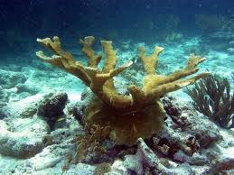 Coral cuerno de alce01.jpg