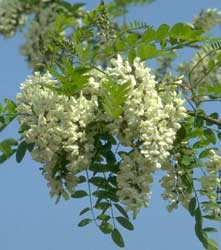 Archivo:Falsa Acacia.jpg