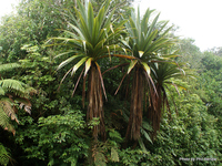 Mountain Cabbage Tree Cordyline indivisa medium.JPG