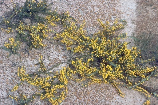 Archivo:Acacia glaucoptera 1.jpg