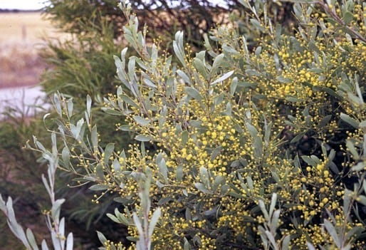 Archivo:Acacia leptopetala 2.jpg