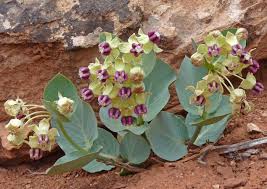 Asclepias cryptoceras.jpg