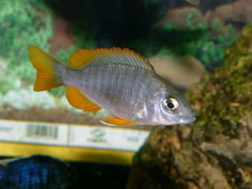 Archivo:Coloracion juvenil del capadichromis.jpg