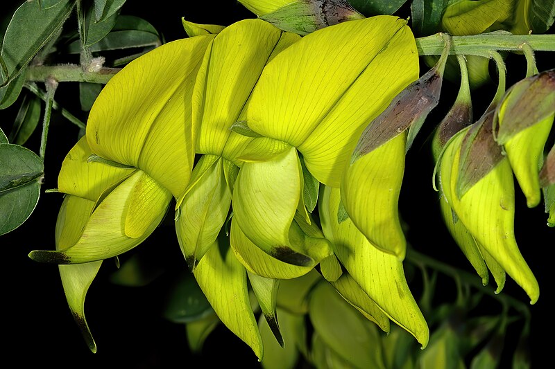 Archivo:Crotalaria agatiflora 2.jpg