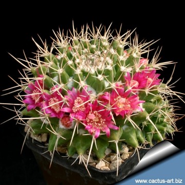 Archivo:Mammillaria compressa 2652 m.jpg