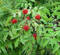 Sambucus racemosa..jpg