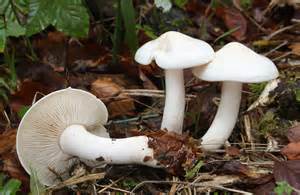 Archivo:Tricholoma lascivum.jpg