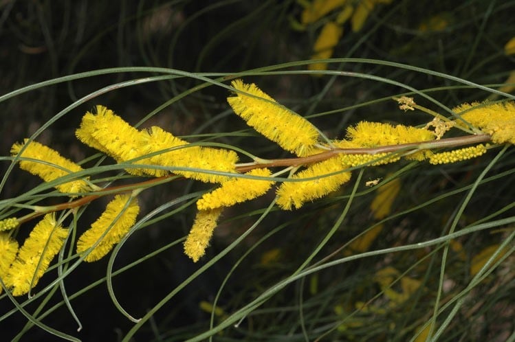 Archivo:Acacia jibberdingensis 3.jpg