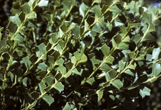 Archivo:Acacia littorea 4.jpg
