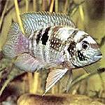 13 a 15 centímetros.