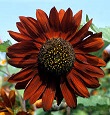 Helianthus annuus Velvet Queen.jpg