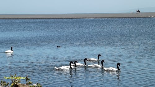 Archivo:Laguna Petrel.jpg
