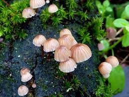 Mycena pseudocorticola.jpg