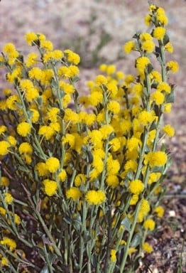 Archivo:Acacia incrassata 1.jpg