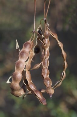 Archivo:Acacia maitlandii 7.jpg