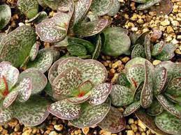 Adromischus Maculatus.jpg