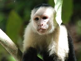 Capuchino carita.jpeg