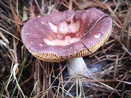 RUSSULA MARRON violeta.jpg