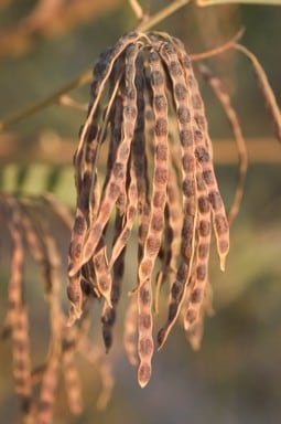 Archivo:Acacia fecunda 4.jpg