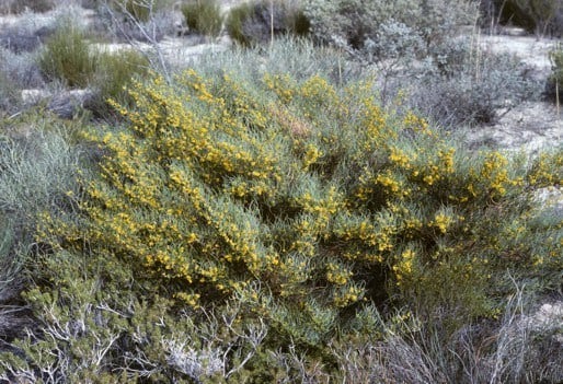 Archivo:Acacia lirellata.jpg
