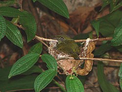 Araripe Manakin (Antilophia bokermanni) on nest Hembra en el nido.jpg