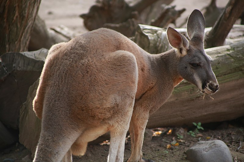 Archivo:Canguro Rojo Buin Zoo.jpg
