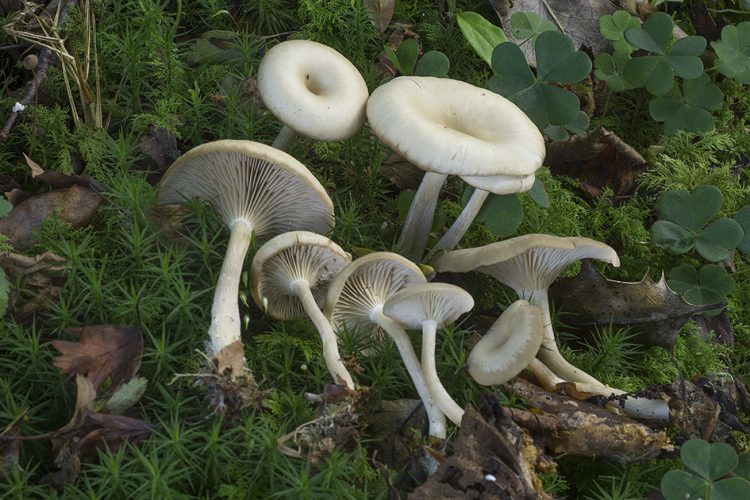 Archivo:Clitocybesubs.jpg