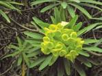 Euphorbia bourgeauana.jpg