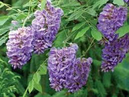 Archivo:Glabra Cadabrajjknnjk.jpeg