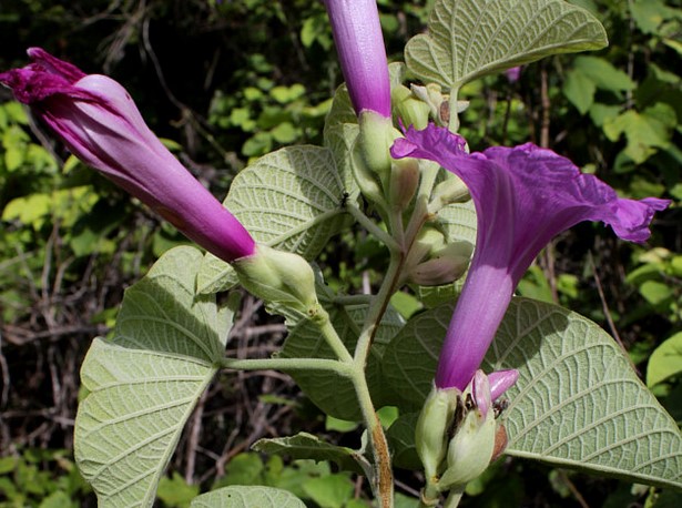 Archivo:Ipomoea calyptrata.jpg
