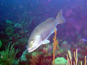 Archivo:Pargo dientón.jpg